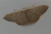 Idaea sp.